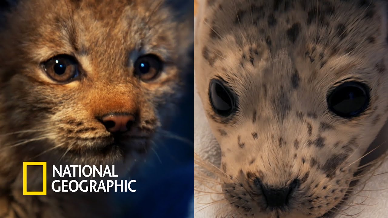 위기에 처한 알래스카의 동물들