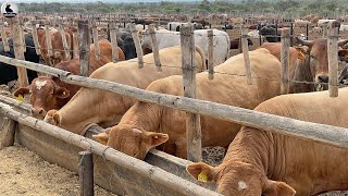 Granja ganadera sudafricana - Millones de ganado vacuno se crían de esta manera en Sudáfrica