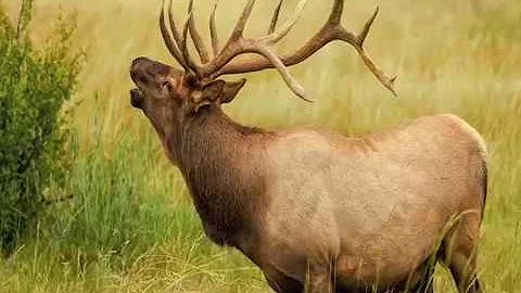 Ojibwe Word of the Day: Omashkooz. ᐅᒪᔥᑰᔅ᙮ 'An elk.'