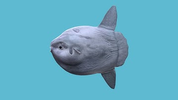 Sunfish - 3D Modeling and Animation