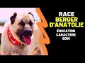 Race de chien berger danatolie ou kangal  caractre education histoire avantages inconvnients