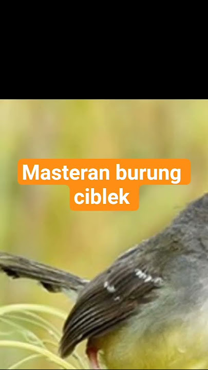 masteran burung ciblek #sorts #birds #mangkicauoffecial #nature #burungkicaudialamliar #burung#kicau