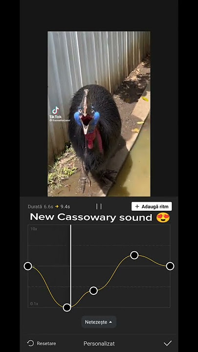 New Cassowary sound #cassowary #sound #meme