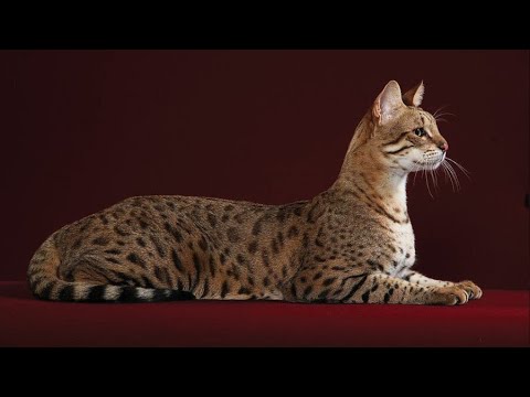 Βίντεο: Χαριτωμένες φυλές γάτας με όμορφα μπλε μάτια