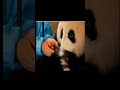 انثى الباندا دى اتخدعت وربت طفلينها بدون علمها