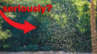 why do flies exist?