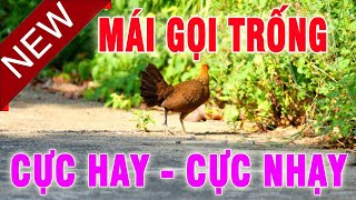 Mái Rừng Gọi Trống Siêu Hay, Dùng Bẫy Gà Rừng Kích Bổi Siêu Nhạy Chuyên Trị Bổi Ế || 92 Vlog