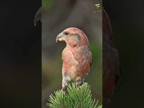 Crossbill Red Crossbill طائر الهزار القزربيل