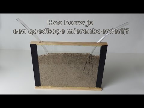 Hoe bouw je een goedkope mierenboerderij voor een mierenkolonie? / How to make a cheap ant farm?