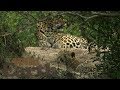 WildEarth - Sunrise Safari - 31 May 2020