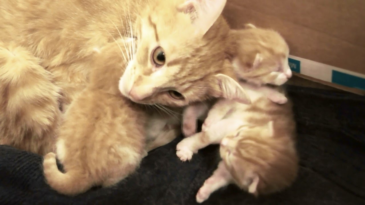 Mama Cat Talks To Her Baby Kittens