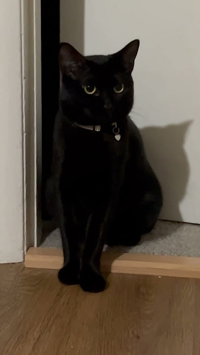 She’s beautiful void #cat #catlovers #yinyangwhiskers #cuteanimal
