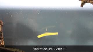 ゲーリヤマモト ３インチヤマセンコー  ノーシンカー　水中動画