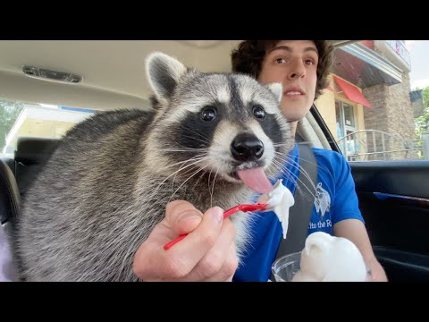 Taking my pet raccoon through the drive thru (one year later!)