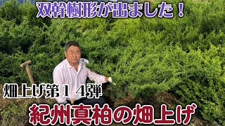 盆栽】畑上げ第14弾 紀州真柏の畑上げ【双幹樹形が出ました