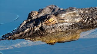 Unveiling the Secrets of the Mighty Saltwater Crocodile 🐊 by Animal Fun & Facts 284 views 2 months ago 2 minutes, 14 seconds
