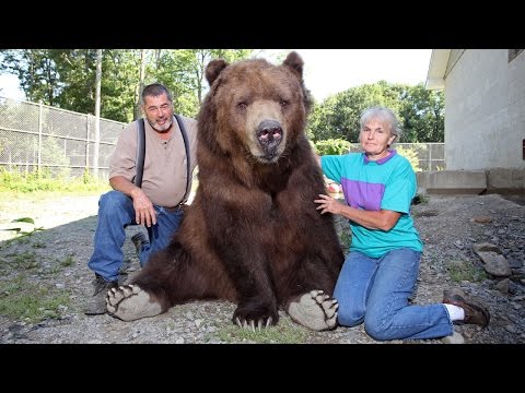 Vores store bjørnefamilie