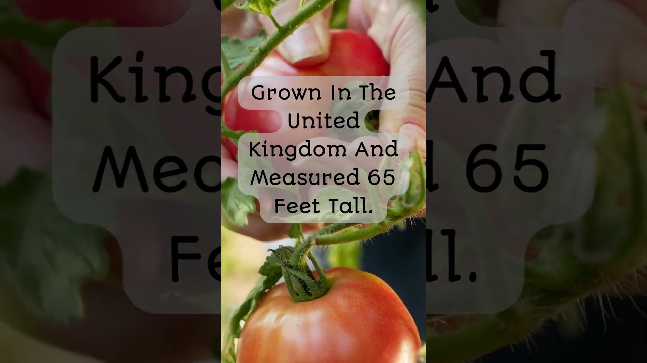 Gardening Facts #12 - Tomatoes 