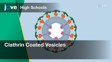 Clathrin Coated Vesicles | Cell Bio | Video Textbooks - Preview