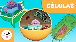 A célula para crianças 🔬 Tipos, estrutura, funções e partes 🦠 Ciências para crianças