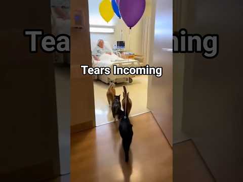 The Most Touching Balloon #pixverse #pixverseai #cat #heartwarming #kindness #grandma