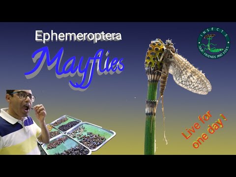 Video: Alocarea Dietetică A Substanțelor Nutritive La Sinteza țesutului Somatic în Fluturele Subimago Emergente De Apă Dulce Ephemera Danica