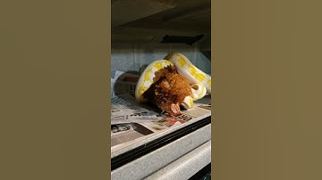 Rapunzel feeding - Reticulated Python eating a chicken