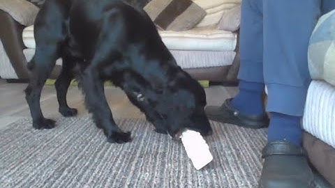 Clicker Retrieve Training 1