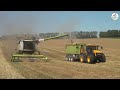 Grassamen Ernte mit Containerabfuhr und Einlagerung - Multi Agrar Claußnitz GmbH, JCB, Claas