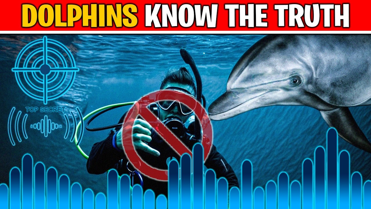 This Is Why Its Illegal To Communicate With Dolphins - YouTube