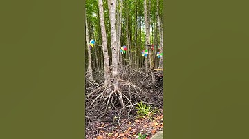 CÀ PHÊ RỪNG SÁC - ĐƯỜNG RỪNG XÁC CẦN GIỜ