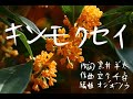 『キンモクセイ』 【音楽プロジェクト オ空の羊・オリジナル曲】
