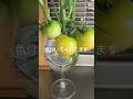 折れたトマトの成長🍅#諦めない心#茎から根が生える#植物好きな人と繋がりたい