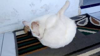 Lucu Nya Kucing Menjilat Jilat The Cat Licked His Body