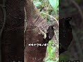 🐸奄美大島金作原の生き物🦎