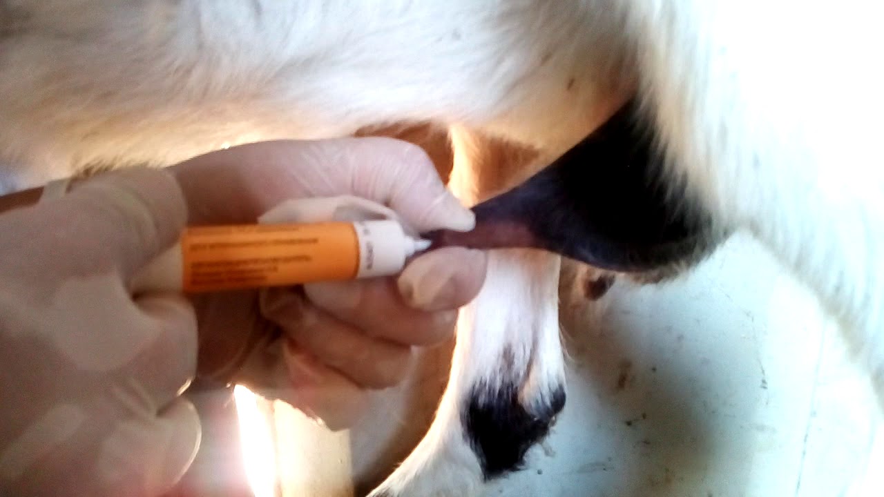 Как правильно вводить Мастиет-форте при мастите у козы - YouTube