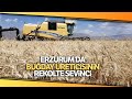 Erzurum’da Buğday Yüzde Yüz Artış Gösteriyor Beklenen Hasat Yaklaşık 300 Bin Ton