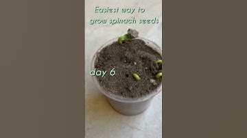 Easiest way to grow spinach from seeds #shorts #spinach