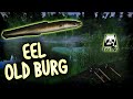 EEL TURNIR UPADAJTE ! | Russian Fishing 4 Live