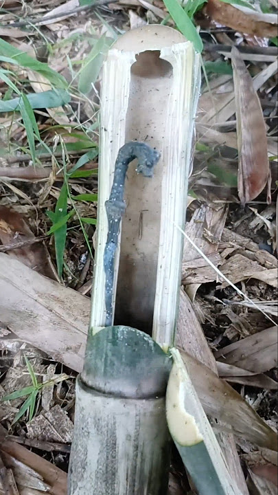 pusaka tongkat naga di temukan di bambu bengkung #mistis #viralshort