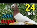 Богатый 24 часа лёт и игра! Двухчубые голуби. Tauben. Pigeons. Palomas. Pombos. 비둘기.