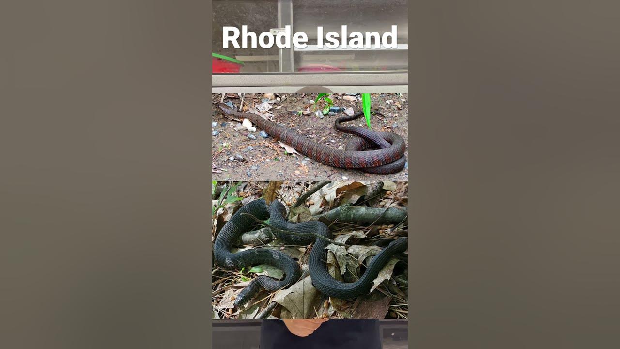United States of Reptiles - Rhode Island - YouTube
