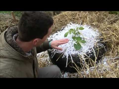 Growing Potatoes without soil, in Tires and straw + shredded paper!