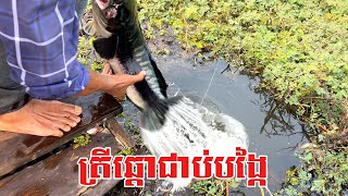 Go to fishing snakehead fish in Surin|[កូនត្រី]