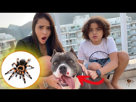 Vídeo: Viajando com um cachorro grande