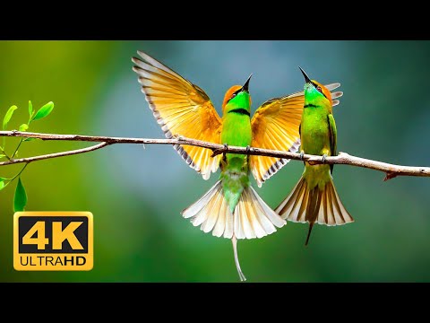 The Greatest BIRDS COLLECTION Relaxing Music And Nature