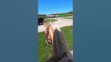 Mastering Horse Training: Round Pen to Real Distractions!