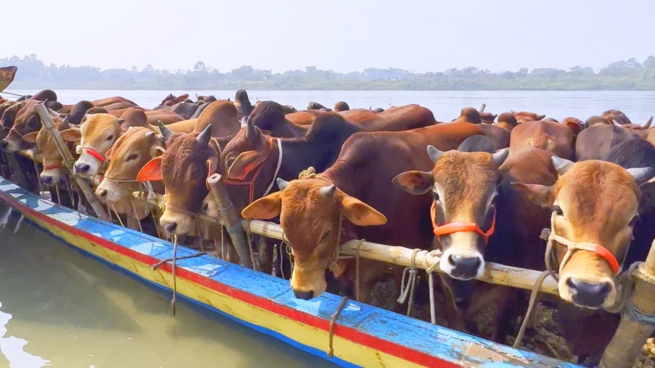 cow unloading, cow videos, cow video, animal, big cow, goru hamba cow, Ep- 340