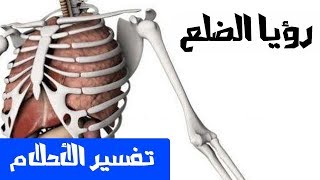 الضلع في الحلم - تفسير الاحلام لابن سيرين - MR. INFO