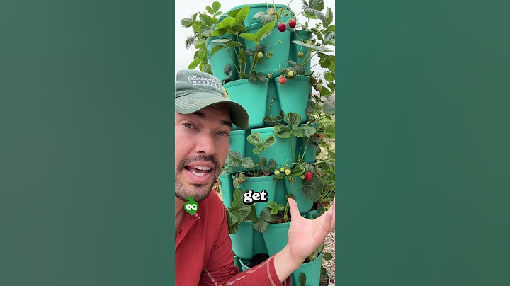 These 2 tips = juicy strawberry harvests
